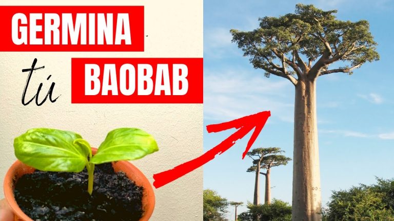 Cuanto Tarda En Crecer Un Baobab